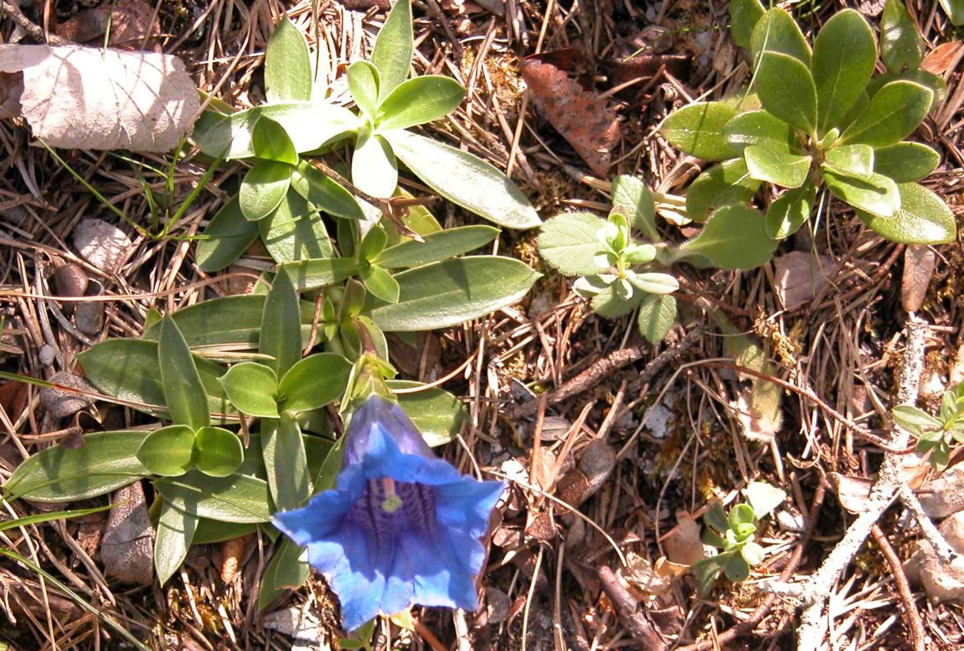 Gentian of the Causse leaf